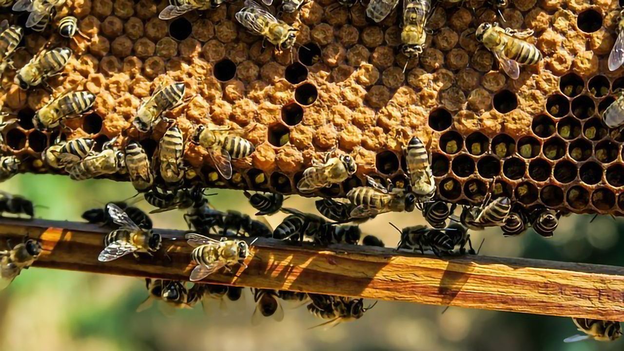 "Bee Safe" Pesticide Not So Safe
