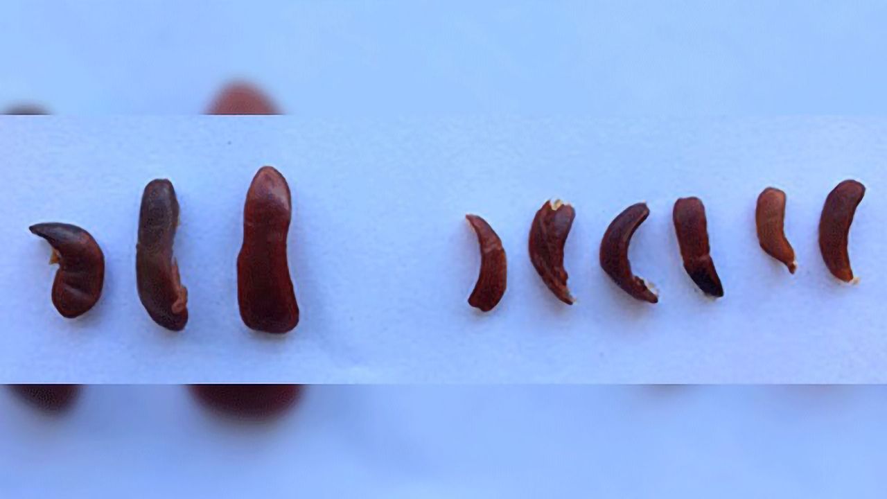 Eliminating Damaged Mitochondria Before They Worsen Chronic Inflammation