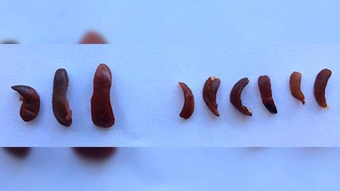Eliminating Damaged Mitochondria Before They Worsen Chronic Inflammation