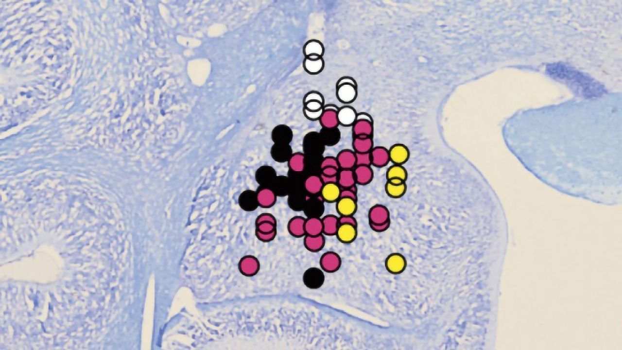 "Mindreading" Neurons Help Us Simulate Others' Mindset