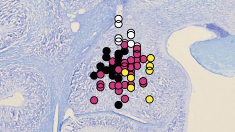 "Mindreading" Neurons Help Us Simulate Others' Mindset