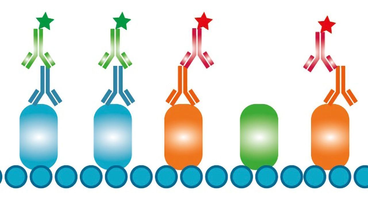 Bio-Rad Introduces Isotype-Specific Secondary Antibodies