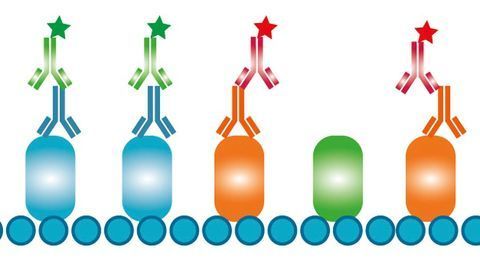 Bio-Rad Introduces Isotype-Specific Secondary Antibodies