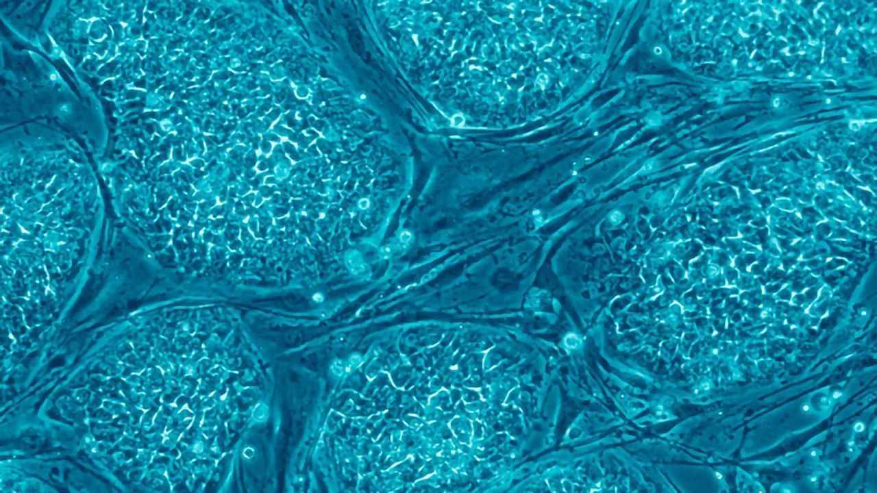 "Kingpin" Stem Cells Follow a Different Set of Rules