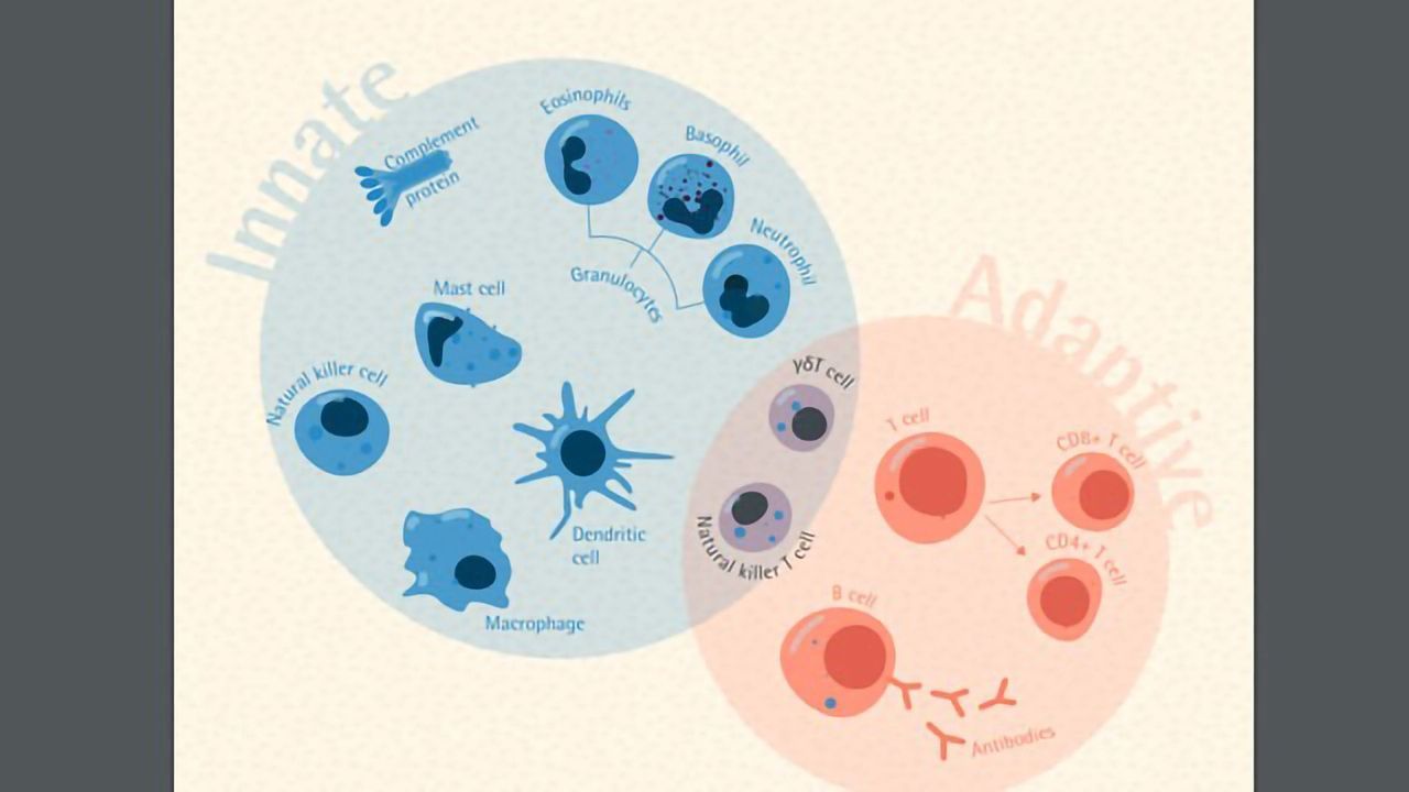 Innate vs Adaptive Immunity