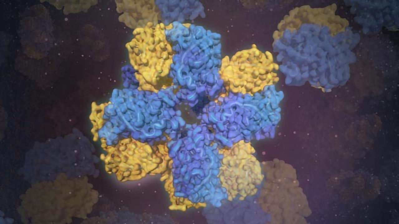 A New Way to Build Novel Synthetic Biomolecules