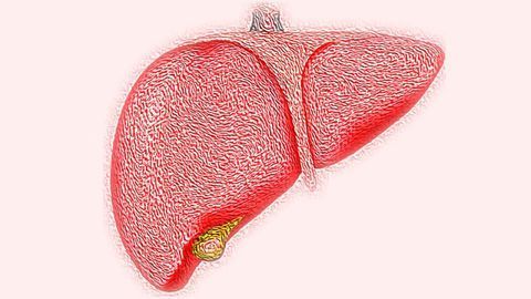 Master Regulator Drives Liver Cells to Fend Off Viral Attacks