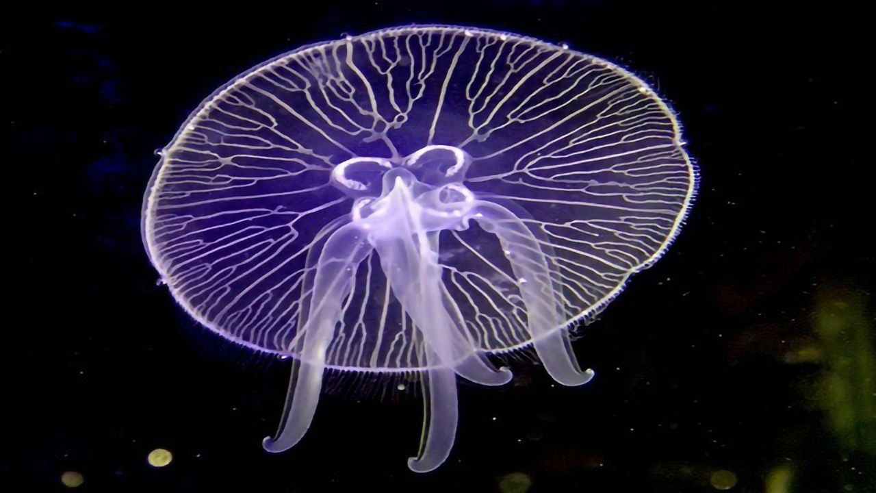 The Genes Jellyfish Need to Graduate
