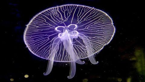 The Genes Jellyfish Need to Graduate