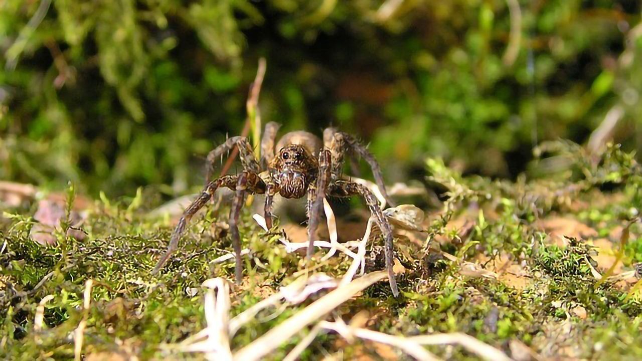 What Makes Spiders Fussy Eaters?