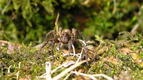 What Makes Spiders Fussy Eaters?