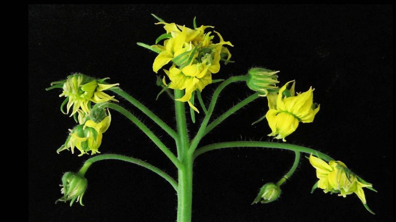 To Protect Stem Cells, Plants Have Diverse Genetic Backup Plans