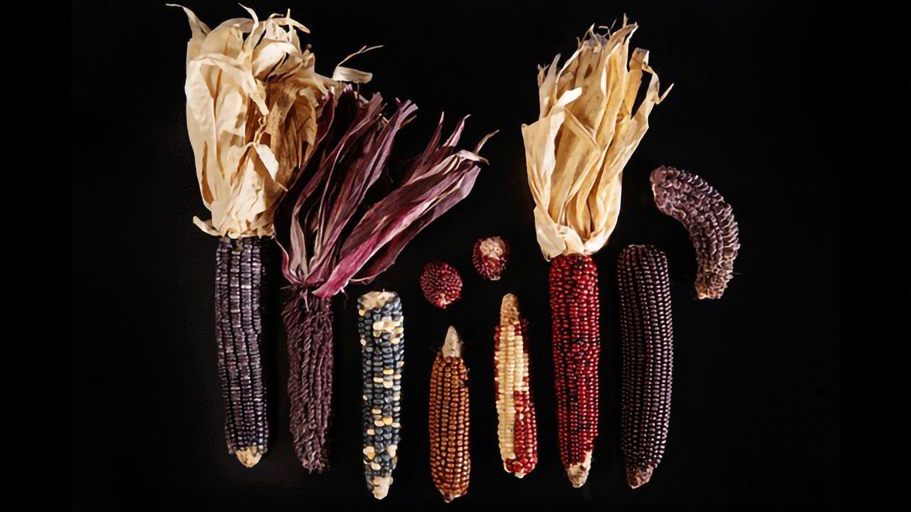 Purple Corn Variety Provides Natural Dye, Displays Anti-diabetic Effects in Mice