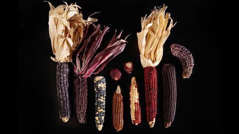 Purple Corn Variety Provides Natural Dye, Displays Anti-diabetic Effects in Mice