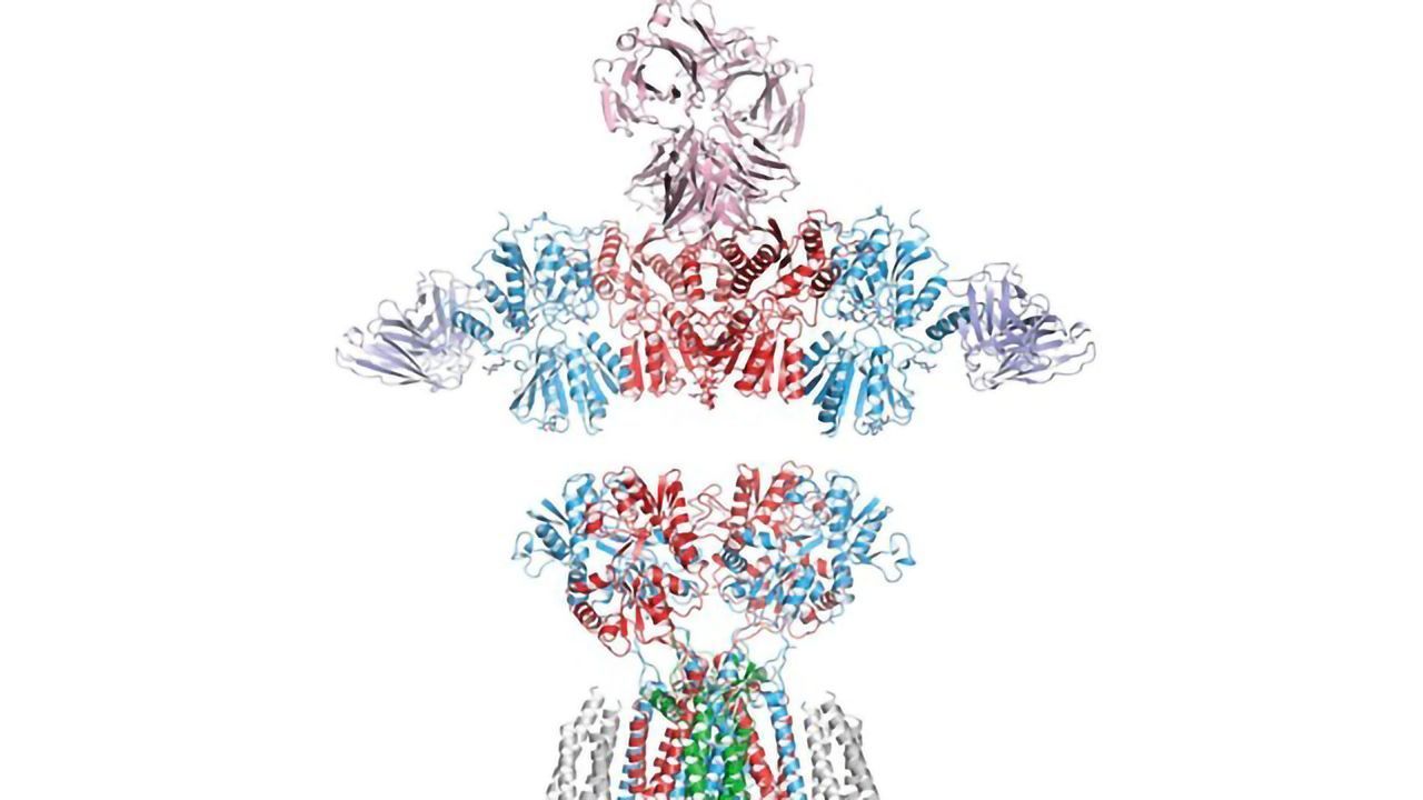 Receptor Structure in Hippocampus Revealed in Near-atomic Detail