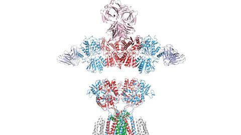 Receptor Structure in Hippocampus Revealed in Near-atomic Detail