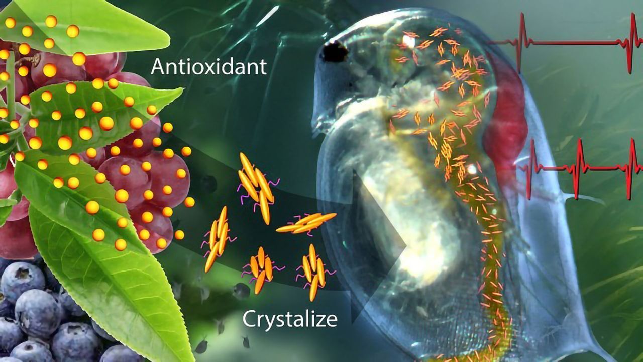 Smart Antioxidant-containing Polymer Responds to Chemistry