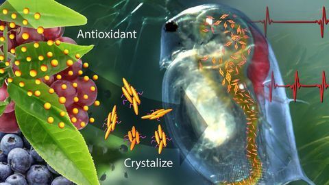 Smart Antioxidant-containing Polymer Responds to Chemistry