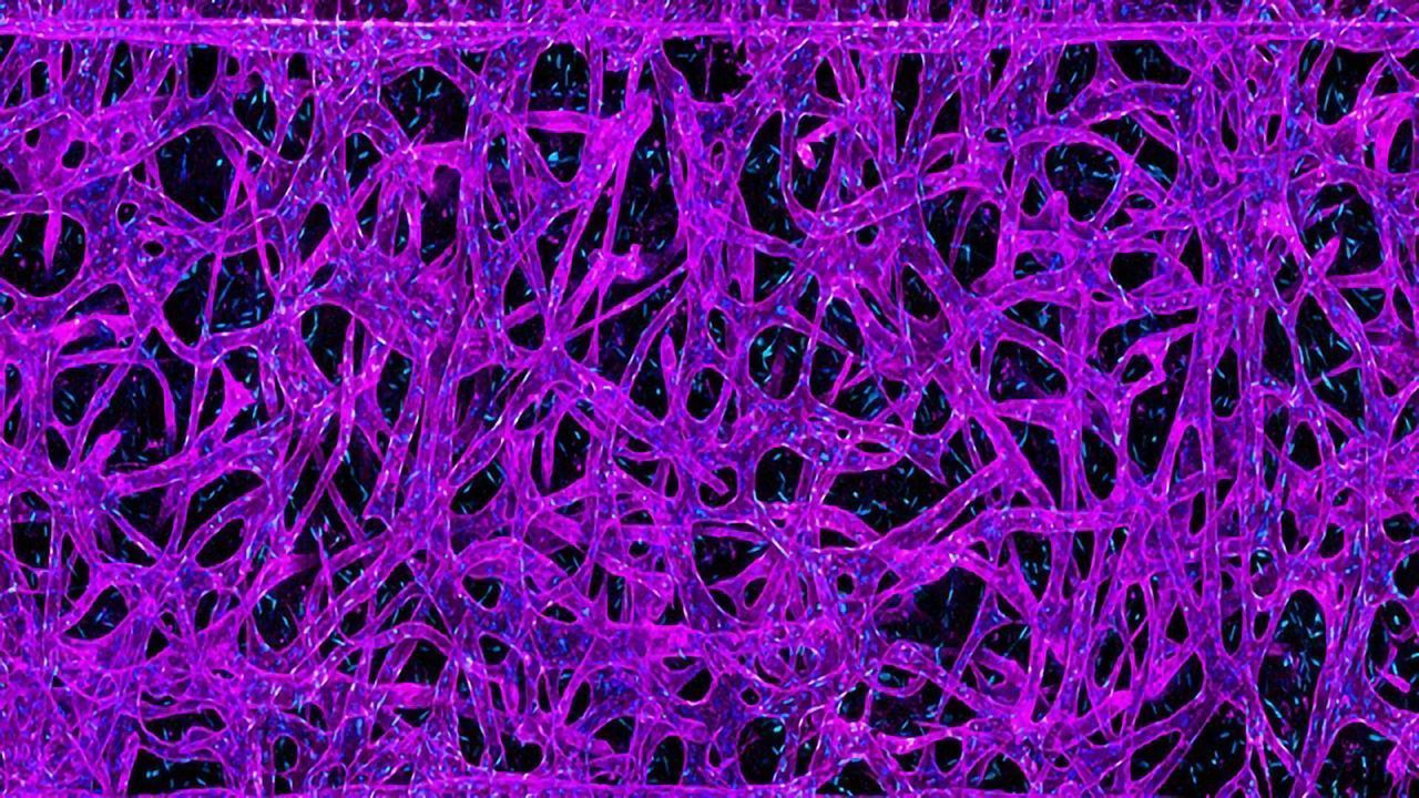 Organs-on-a-Chip Hurtle Toward the Final Frontier