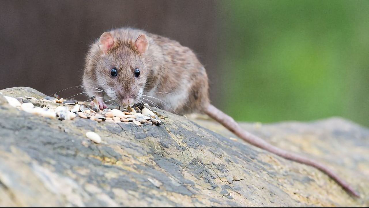 Emotional Mirror Neurons Found in the Rat
