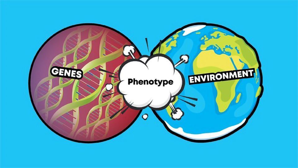 Genotype vs Phenotype: Examples and Definitions content piece image