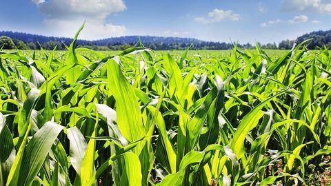Improving Lignin Understanding Could Improve Crop Economy