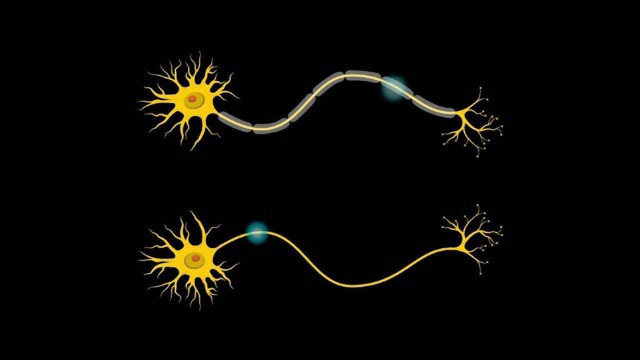 Mouse Study Explores Why Williams Syndrome Causes Extreme Friendliness