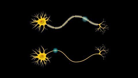 Mouse Study Explores Why Williams Syndrome Causes Extreme Friendliness
