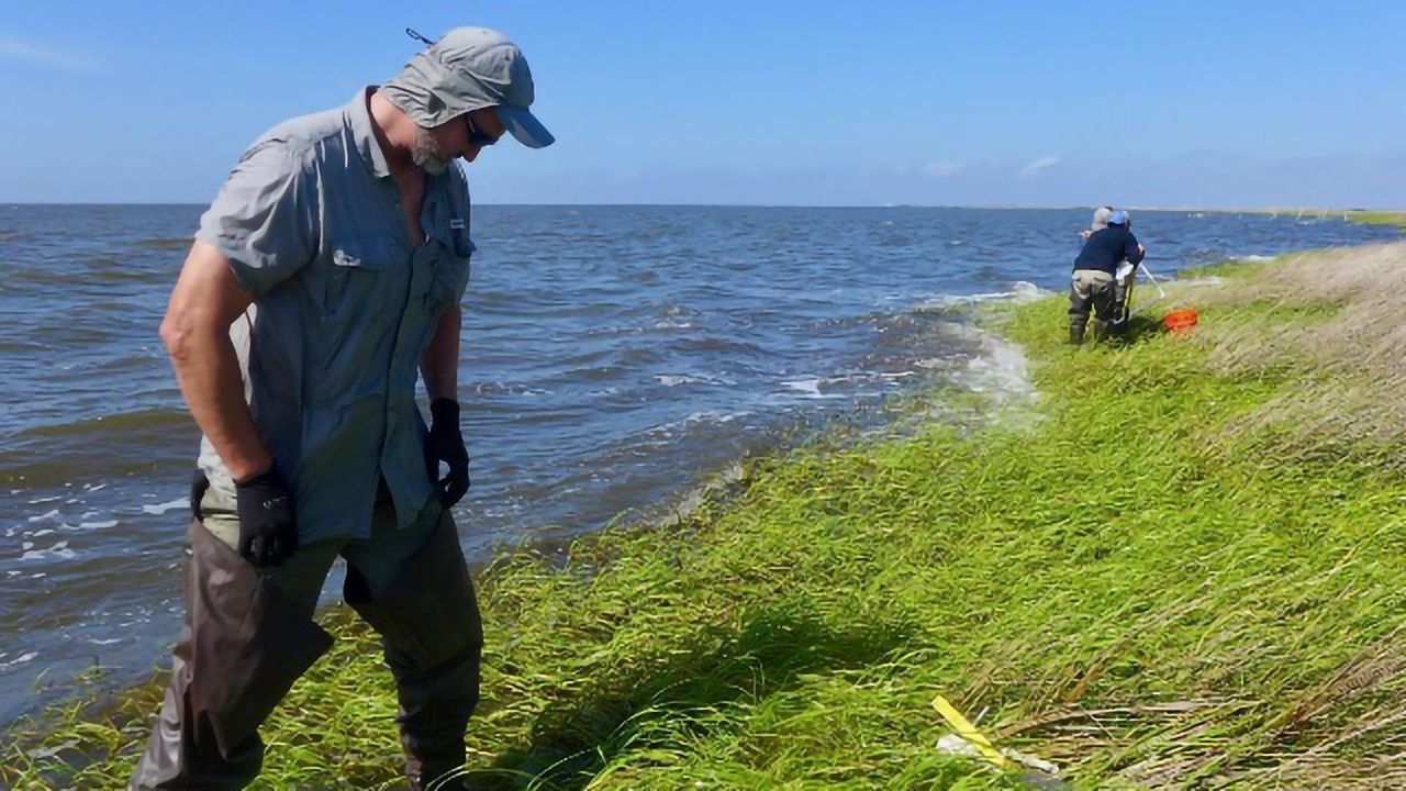 Deepwater Horizon Oil Spill Continues to Impact Environment