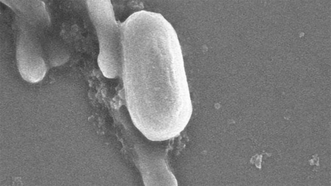 Antimicrobial Paints Have a Blind Spot