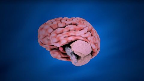 Brain Regions Linked to Memory and Emotion Help Humans Navigate Smell