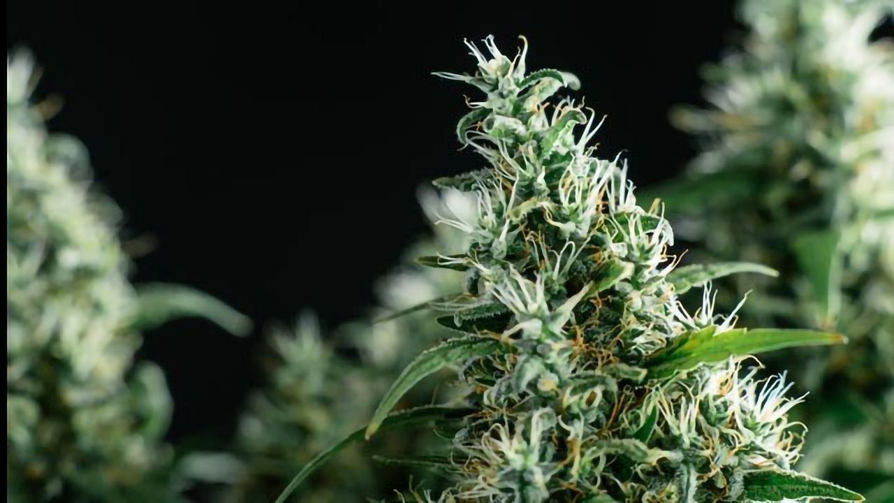 Insights on Marijuana and Opioid Use in People With Cancer
