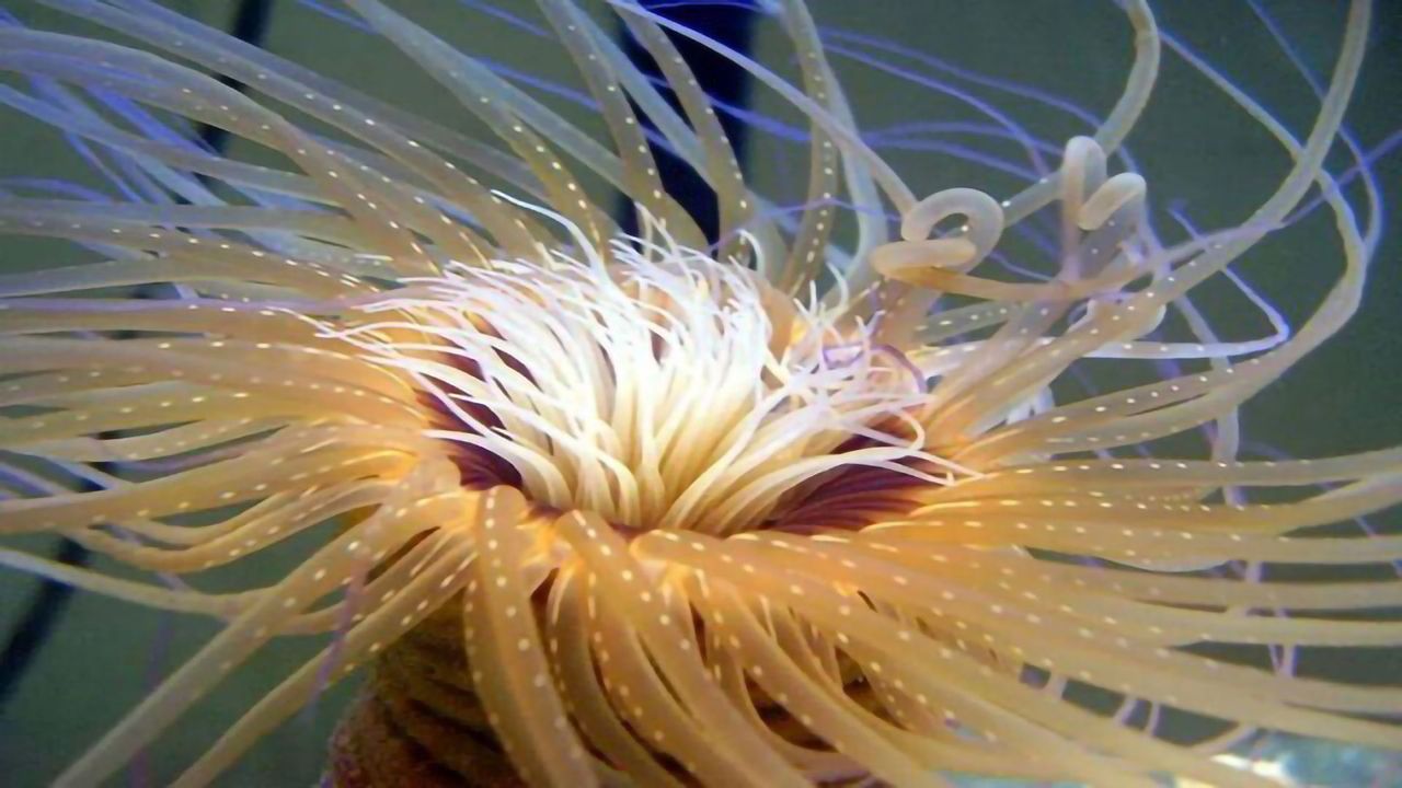 Simple Sea Anemones Not So Simple After All