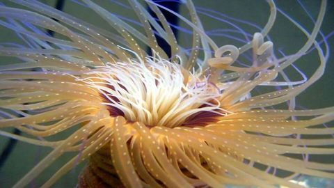 Simple Sea Anemones Not So Simple After All