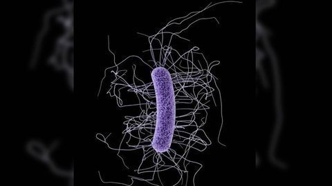 Reasons Why Some People Are More Susceptible to C. diff