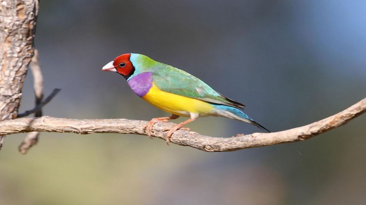 How a Finch Keeps Its Head of Many Colors