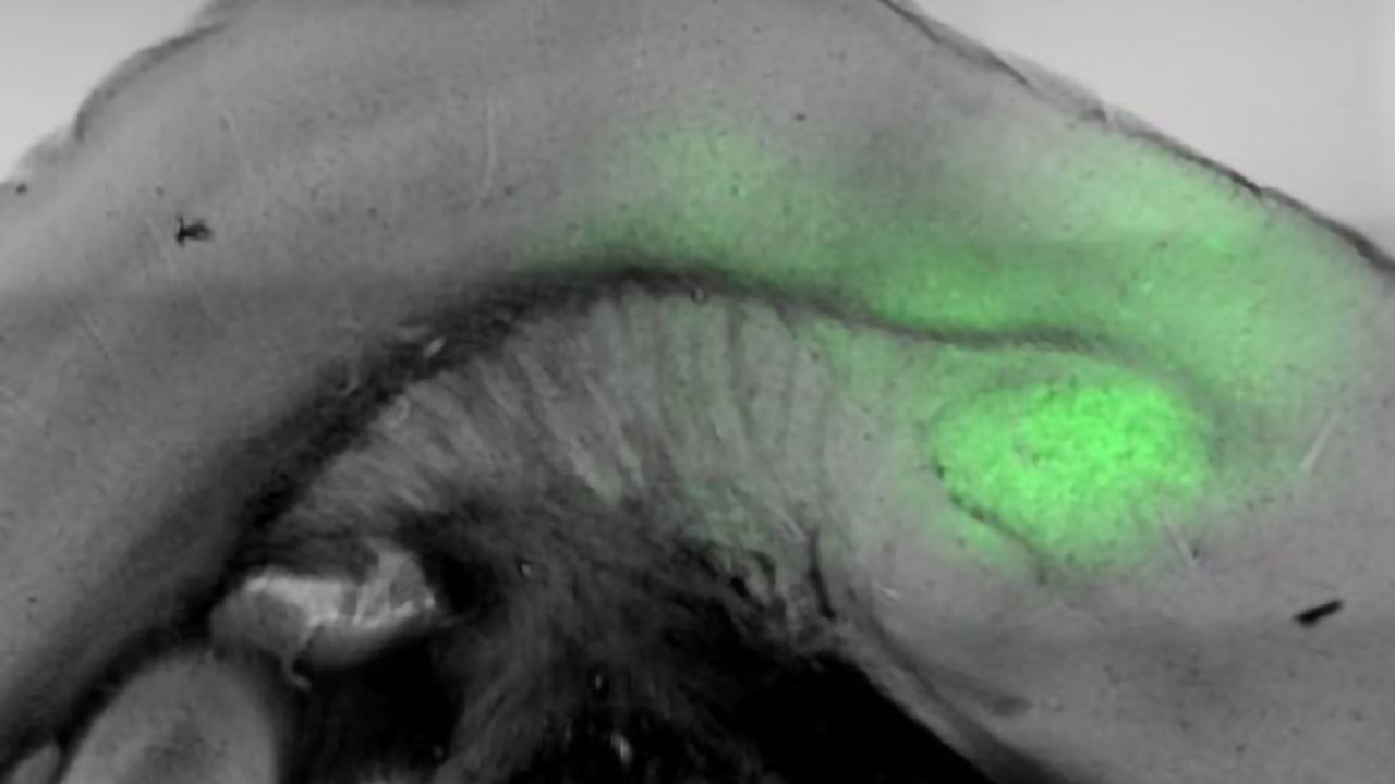 To Understand Behavior, First Understand the Brain