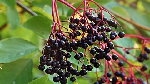Flu-fighting Properties of Elderberry Exist, says Food Industry