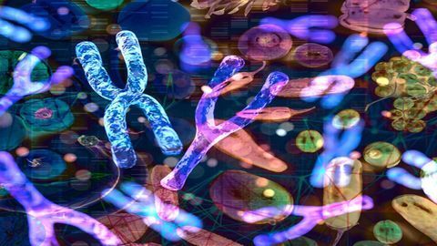 Unexpectedly High Proportion of Our Body's Protein Affected by Sex and Diet