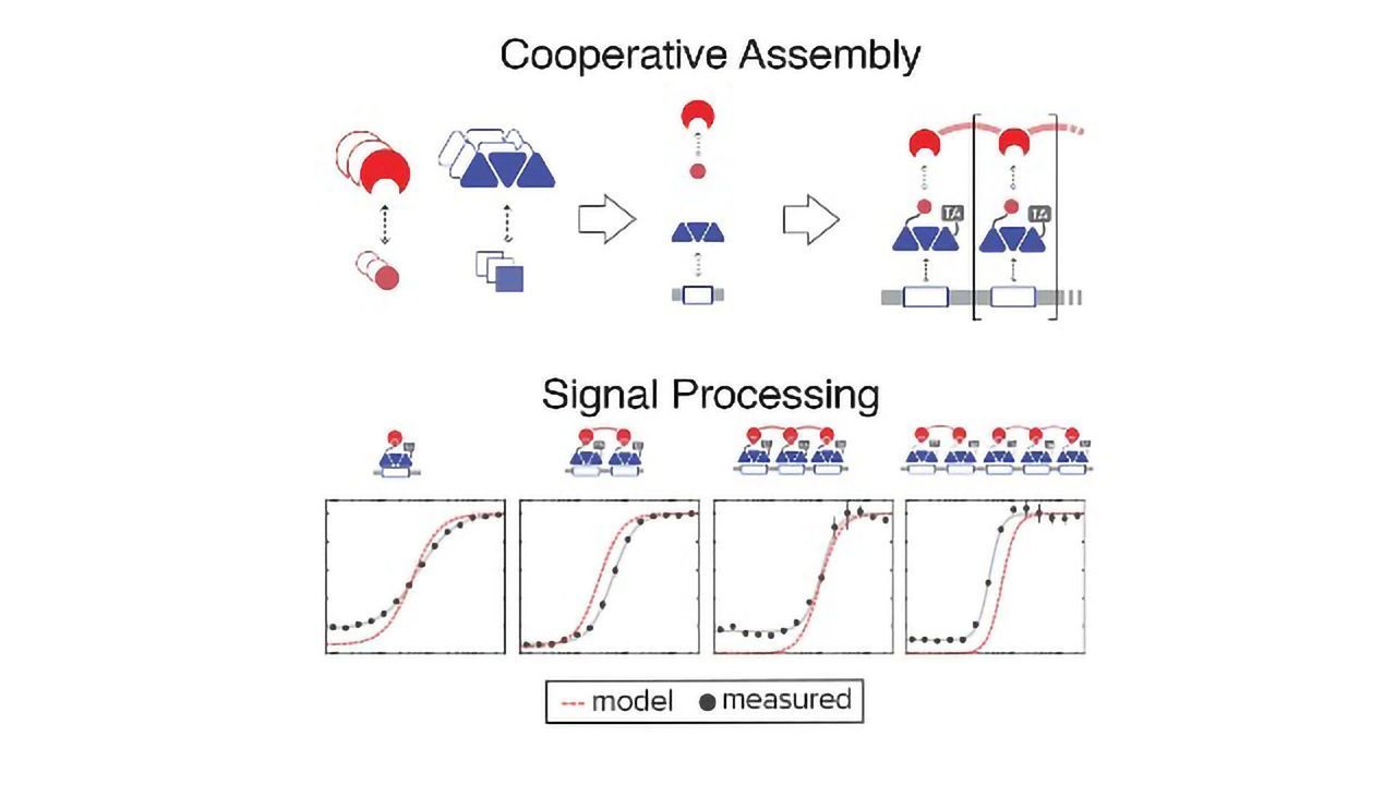 Digital Signal Processing - Now in Living Cells!