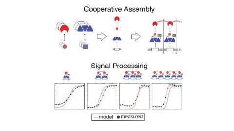 Digital Signal Processing - Now in Living Cells!