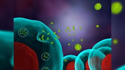 Cell Transplant Helps Restore Muscle Mass Lost After Immobility