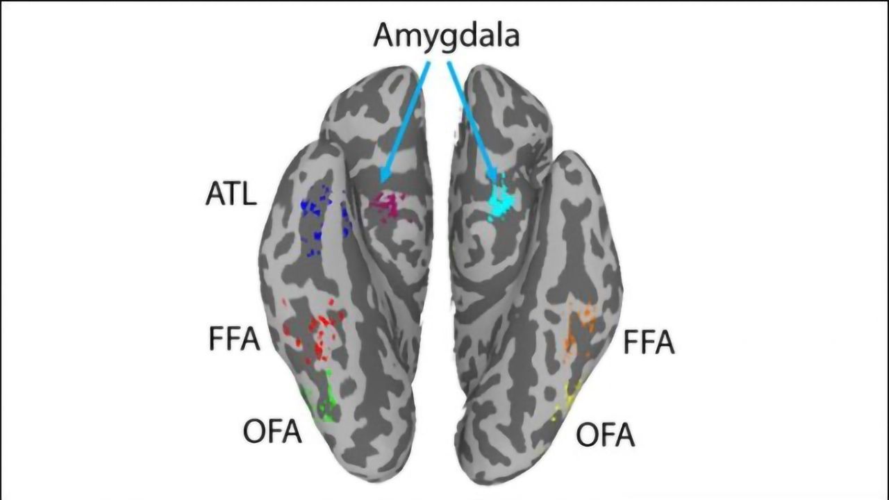 Brain Areas Work Together to Help Us Remember Faces