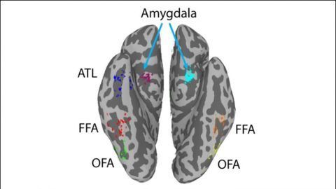 Brain Areas Work Together to Help Us Remember Faces