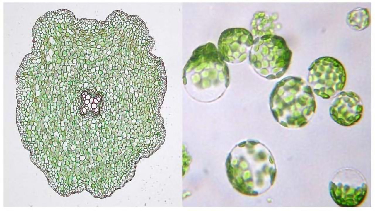 Open-source RNA Analysis Tool Takes Root in Plant Biology