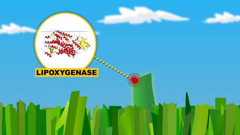 What the Smell of Freshly Cut Grass Really Means... content piece image
