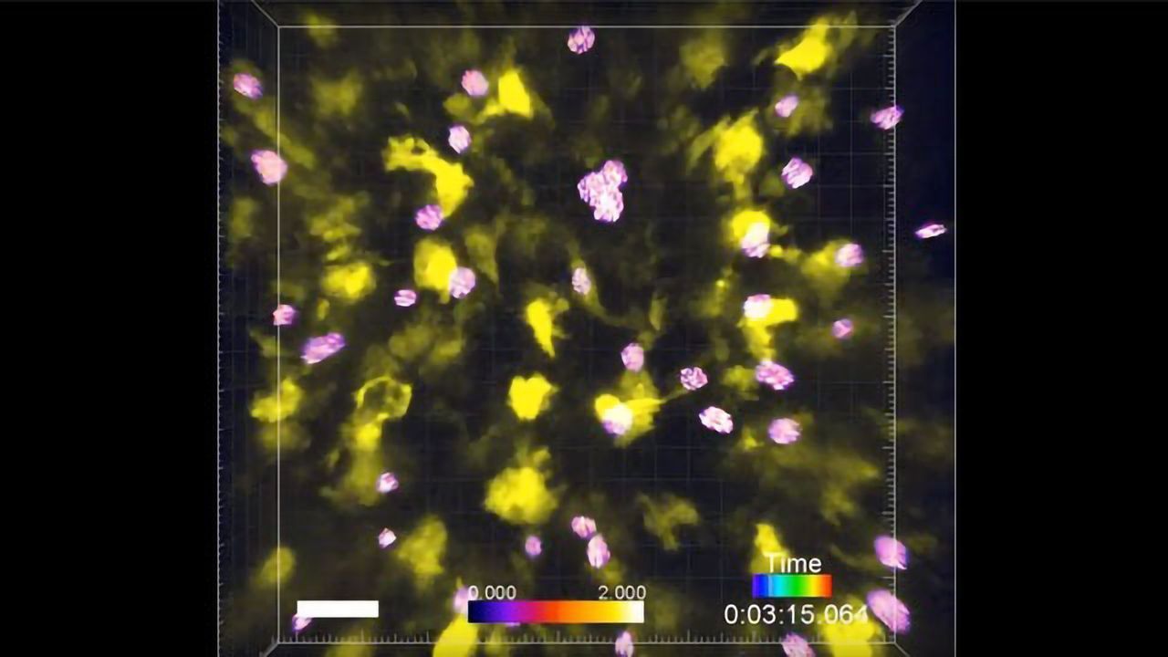 Scientists Capture First-ever Video of Body’s Safety Test for T cells