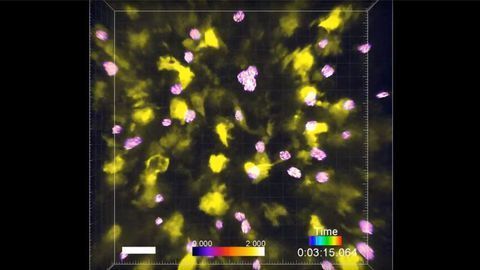 Scientists Capture First-ever Video of Body’s Safety Test for T cells