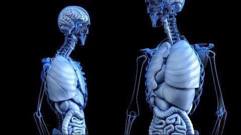Anxiety Might Be Alleviated by Regulating Gut Bacteria