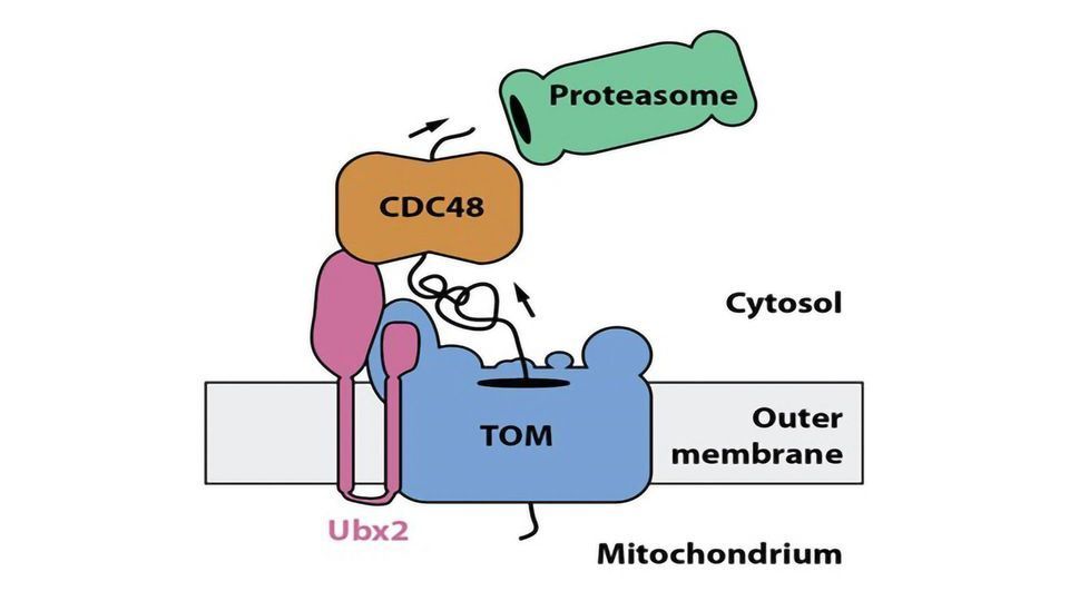 Clearing the Protein Highway Towards the Powerhouse of the Cell content piece image